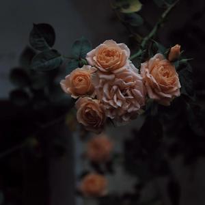 浮邪魔尊同人本
